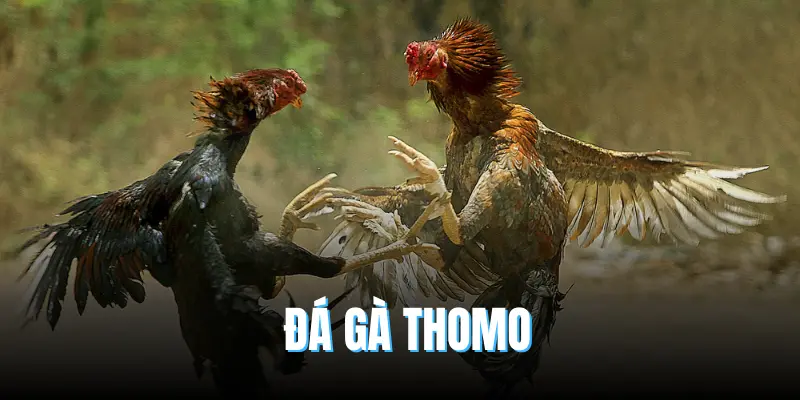 Đá gà Thomo