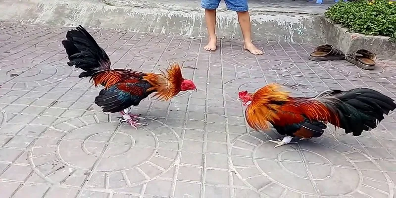 Lý do hội viên nên trang bị mẹo chơi cho bản thân