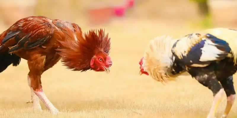 Mẹo cược đá gà Thomo hiệu quả