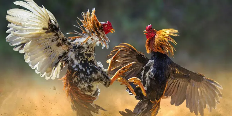 Tìm hiểu đá gà Thomo là gì